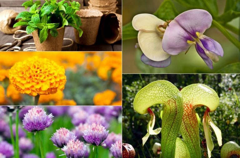 Planter kontra fluer - Hvilke grøntsager, træer, blomster og urter
