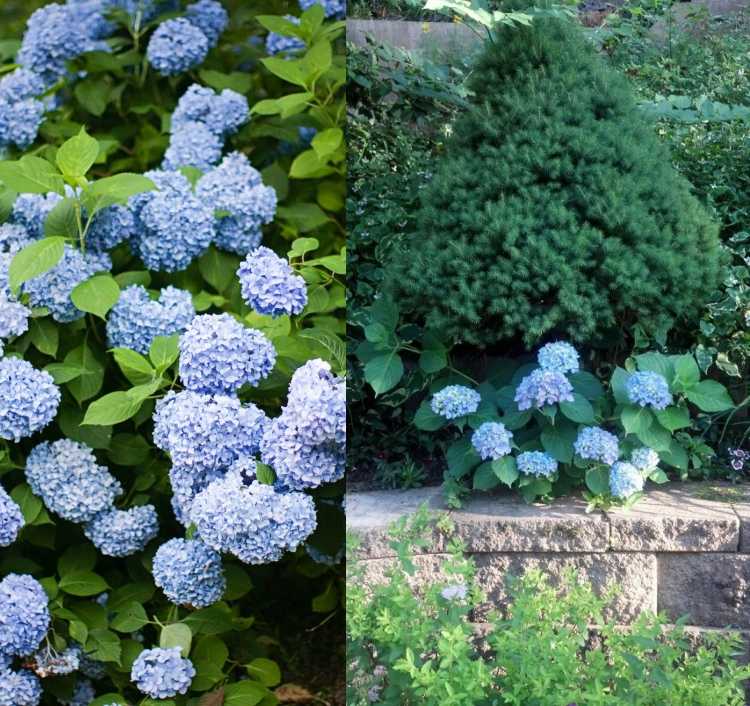 Hortensiaer under fyrretræ, der planter buske til skygge