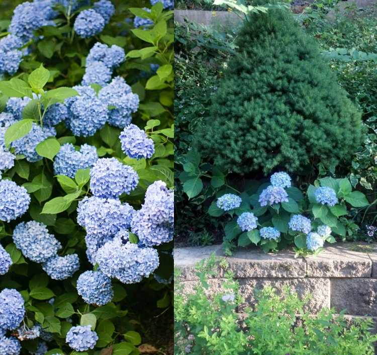 Hortensiaer under fyrretræ, der planter buske til skygge