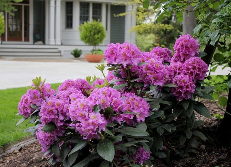 blomstrende buske blandt træer lilla rhododendron til skygge kultivar Dandy