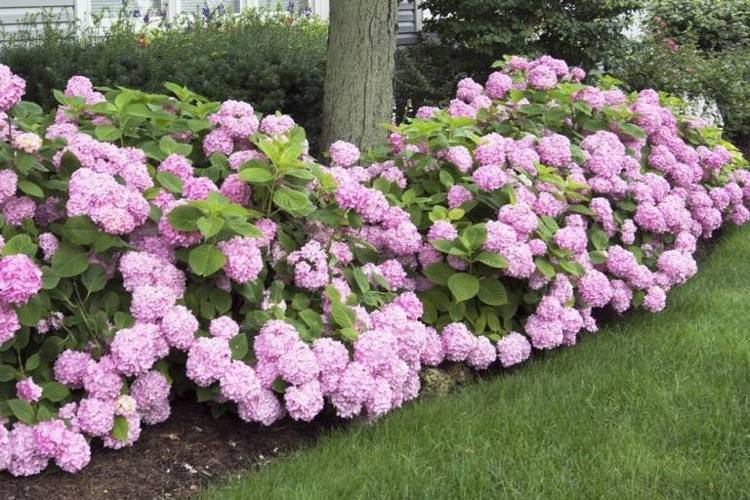 Buske blandt lyserøde hortensia -træer