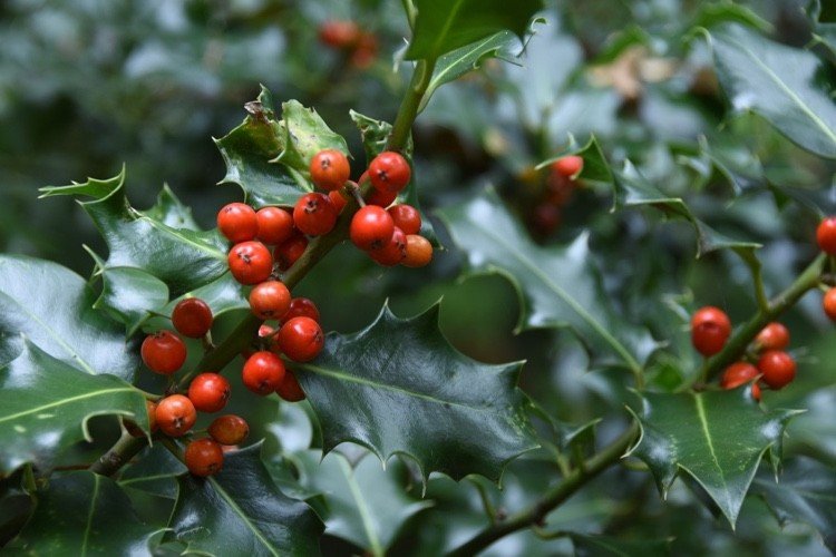 Stedsegrøn underplantning til træer til at plante europæisk kristtorn