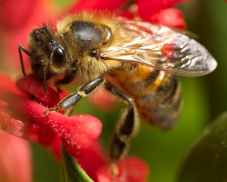 bedre bier ser insekter mennesker