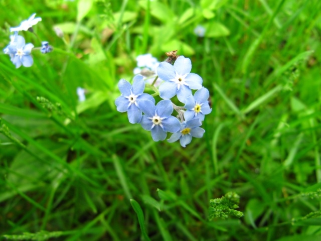 sump glem-mig-ikke sart smuk blomst blå natur