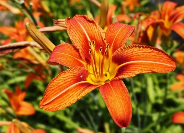 planter i haven dag lilje smuk orange farve