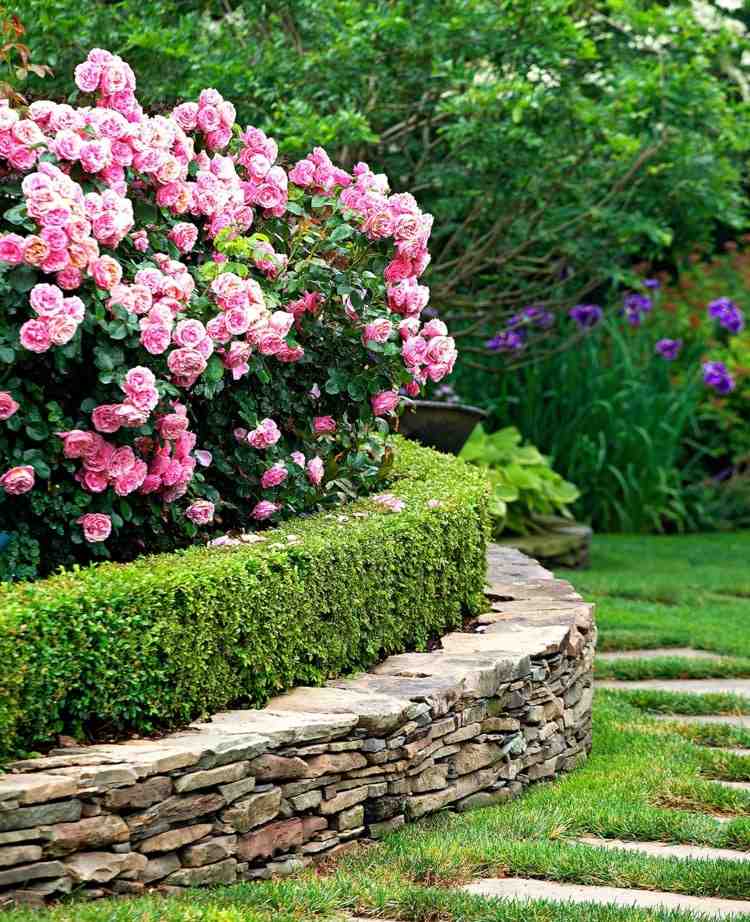 Boxwood -mejetærsker i højbedet med lyserøde roser og stenmur