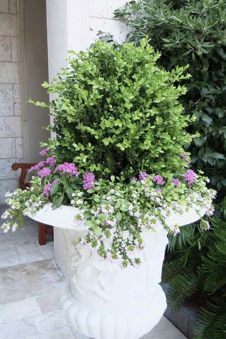 Box plante som en container plante med hvide og lyserøde blomster