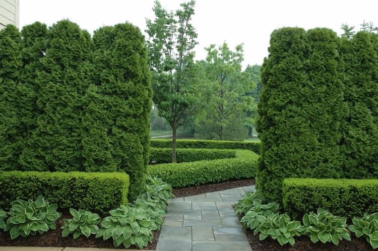 Æske med thuja og grønne planter rundt på terrassen og havestier