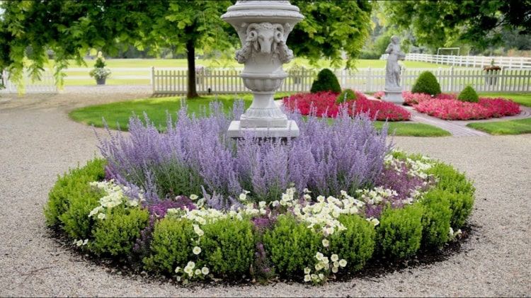 Boxwood kombineres i det runde bed med hvide og lilla blomster