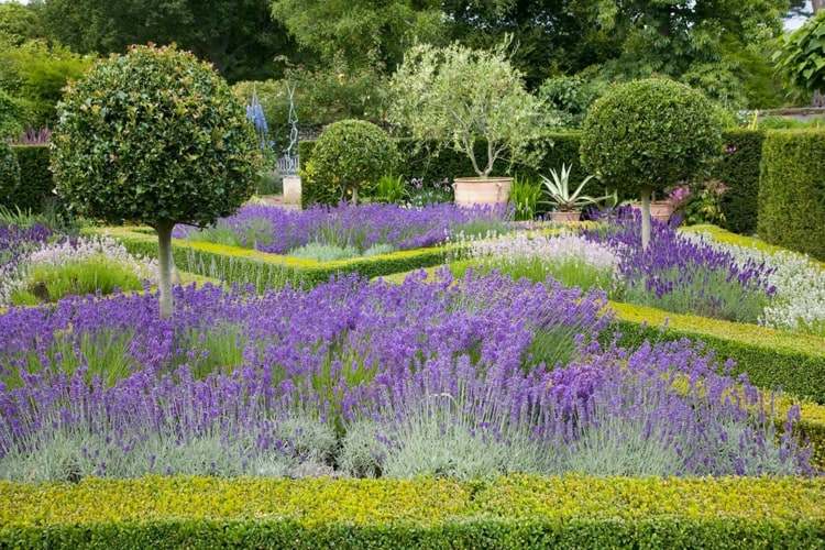 Kombiner buksbom med lavendel i den franske have for et strejf af middelhavsstemningen