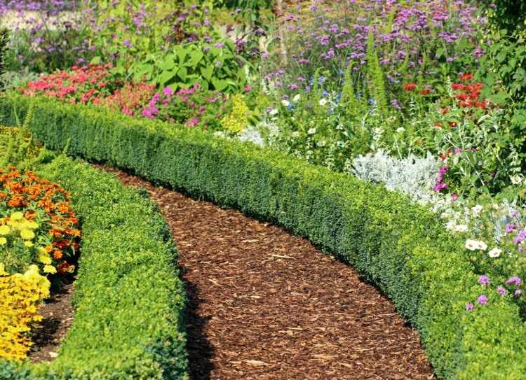 Boxwood kombineres i den traditionelle have med farverige engblomster og buske