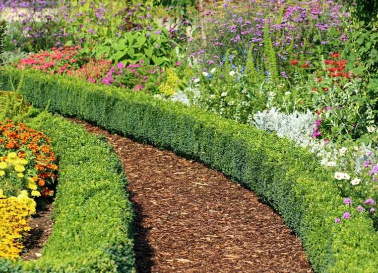 Boxwood kombineres i den traditionelle have med farverige engblomster og buske