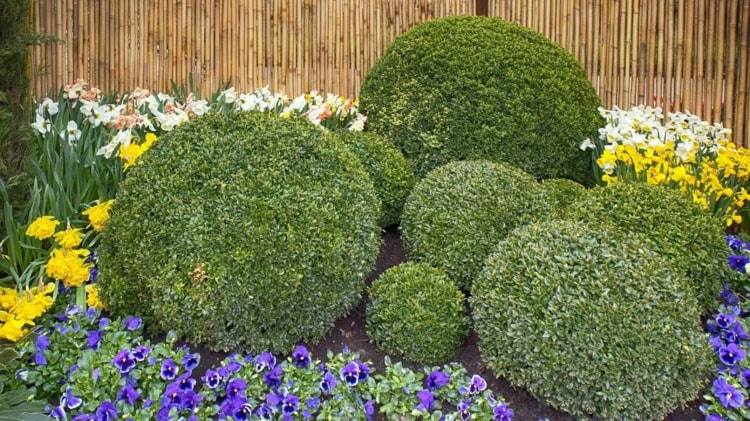 Boxwood bold med påskeliljer og blå stemorsblomster