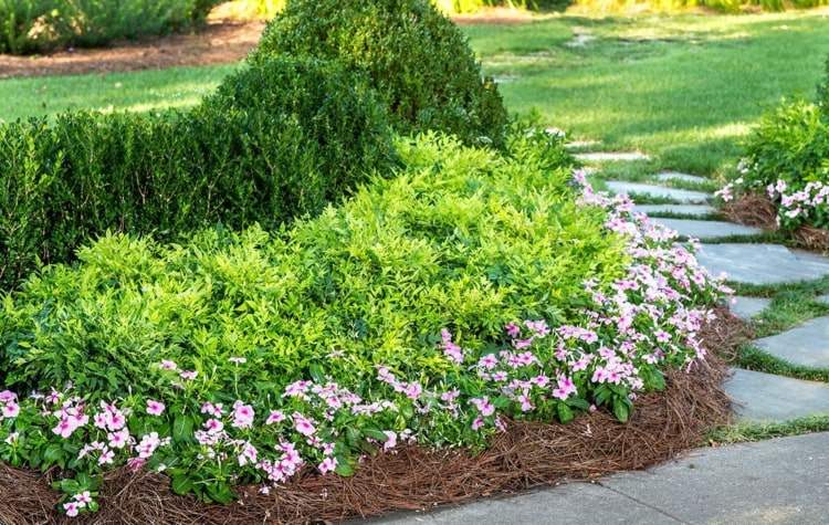 Boxwood kombineres med lysegrønne buske og lave blomster i pink