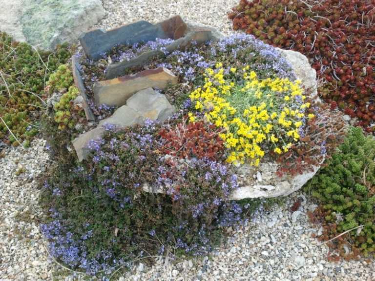 planter til stenhave små design stenplader bunddække blå gule sukkulenter