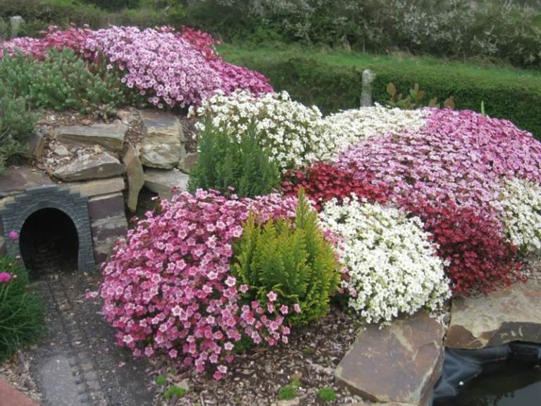 planter til stenhave bunddække buske blomstrer lyserød rød hvid