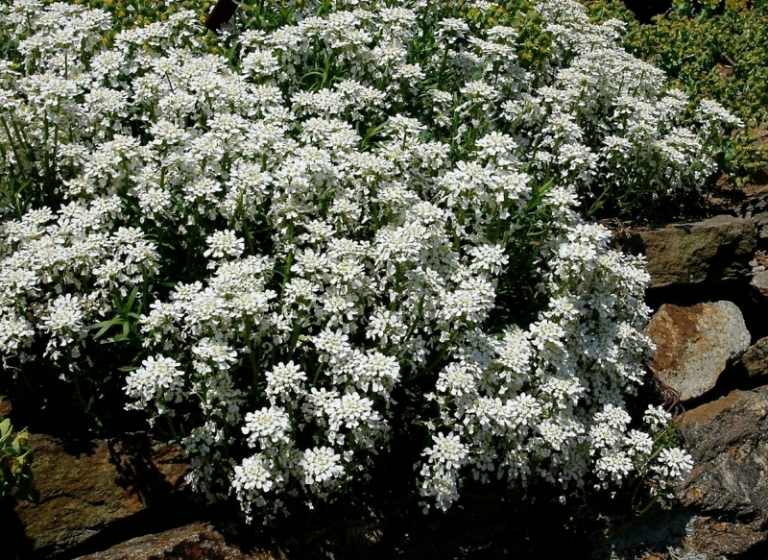 planter til stenhave iberis hvide blomster sølvblade