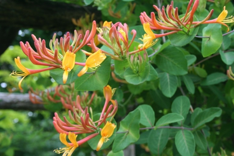 planter til rockery lonicera orange gul blomst alpine