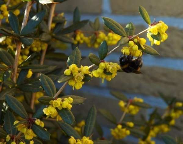 Opret en klippehave, der planter barbær småbladede gule blomster