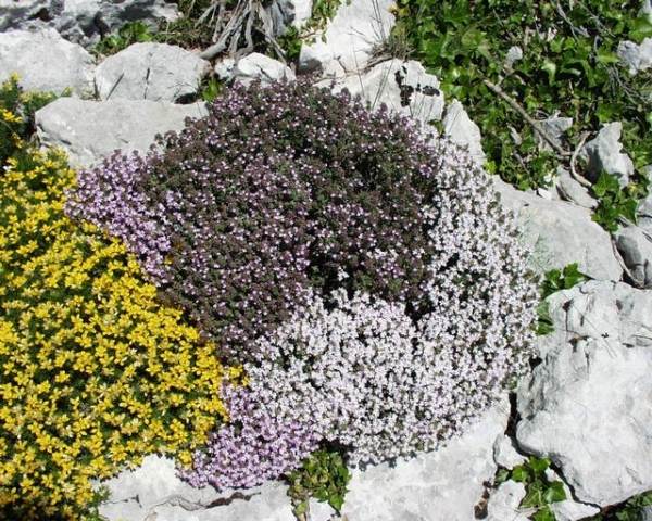 Steder til stenhavejordtyper-thymus vulgaris pleje