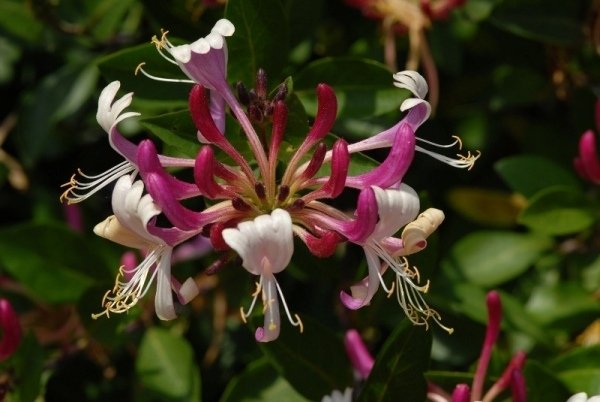 Lonicera hæk kirsebær tør placering kombinerer planter i klippehaven